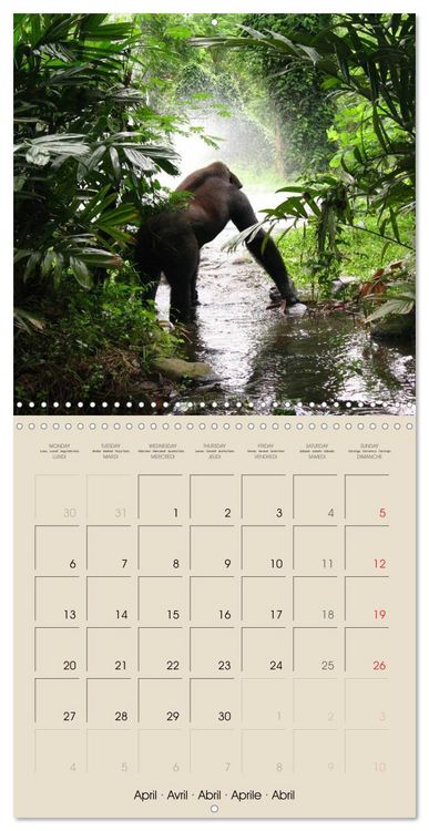 Produktbild: Gorillas &bull; The Gentle Giants (Wall Calendar 2026 12 &times; 12 Inch) CALVENDO 12 Month Wall Calendar
