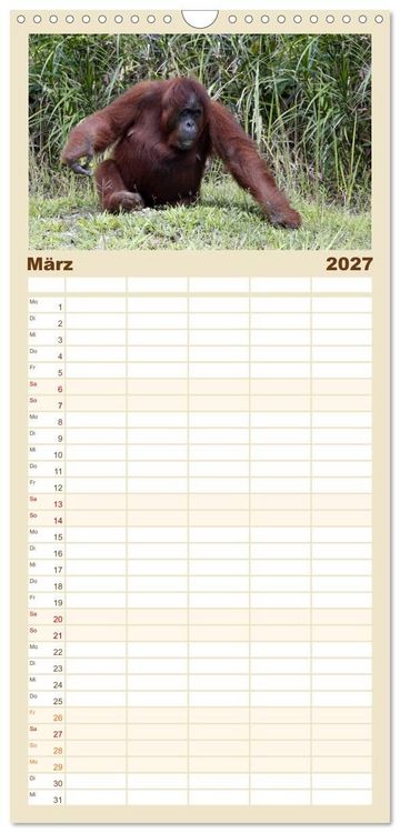 Produktbild: Familienplaner 2027 - Waldmenschen - Orang Utans auf Borneo mit 5 Spalten (Wandkalender, 21 x 45 cm) CALVENDO
