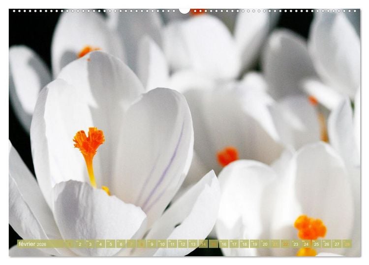 Produktbild: Une f&ecirc;te de fleurs (Calendrier mural 2026 DIN A2 vertical) calendrier de bureau