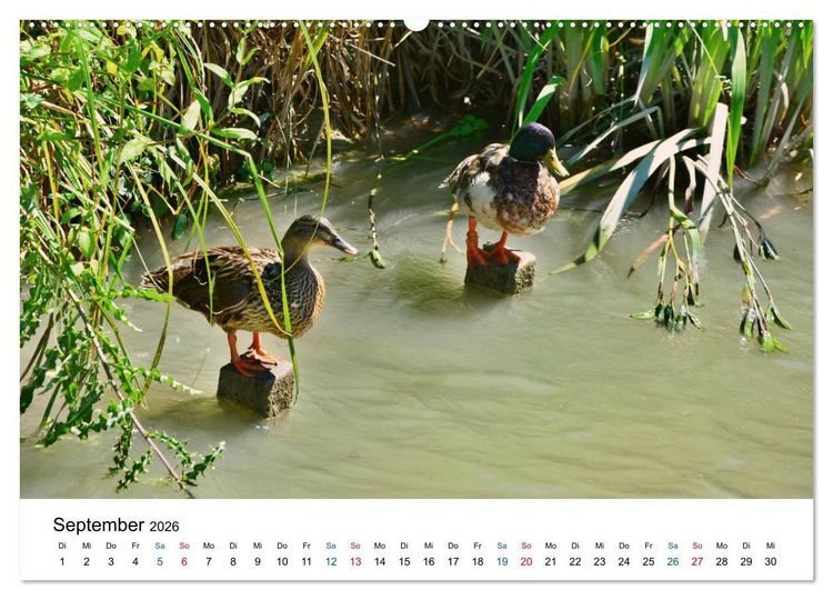 Produktbild: Unterwegs am Canal du Midi (Wandkalender 2026 DIN A2 quer), CALVENDO Monatskalender