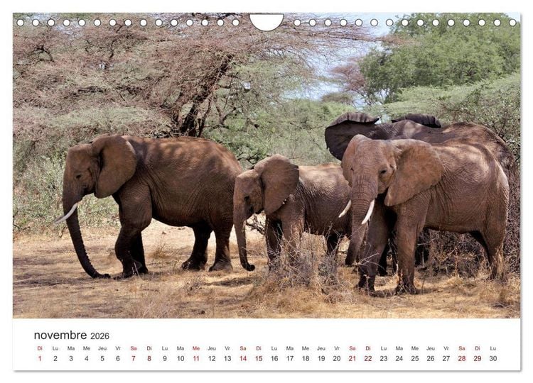 Produktbild: &Eacute;l&eacute;phants en Afrique (Calendrier mural 2026 DIN A4 vertical), CALVENDO calendrier mensuel