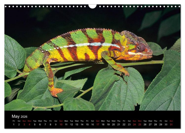 Produktbild: Chameleons Monsters of the African Bush (Wall Calendar 2026 DIN A3 landscape), CALVENDO 12 Month Wall Calendar