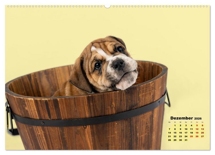 Produktbild: Old English Bulldog Welpen (hochwertiger Premium Wandkalender 2026 DIN A2 quer), Kunstdruck in Hochglanz