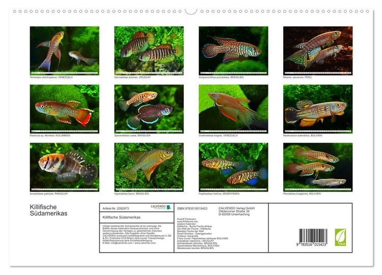 Produktbild: Killifische S&uuml;damerikas (hochwertiger Premium Wandkalender 2026 DIN A2 quer), Kunstdruck in Hochglanz