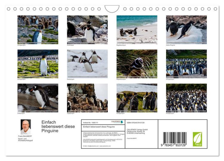 Produktbild: Einfach liebenswert diese Pinguine (Wandkalender 2026 DIN A4 quer), CALVENDO Monatskalender