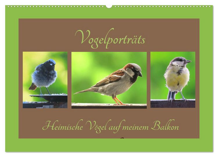 Produktbild: Vogelportr&auml;ts - Heimische V&ouml;gel auf meinem Balkon (Wandkalender 2026 DIN A2 quer), CALVENDO Monatskalender