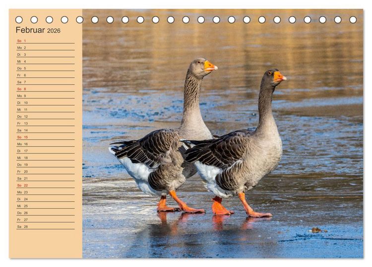 Produktbild: Wir sind die Stars am Wasser (Tischkalender 2026 DIN A5 quer), CALVENDO Monatskalender