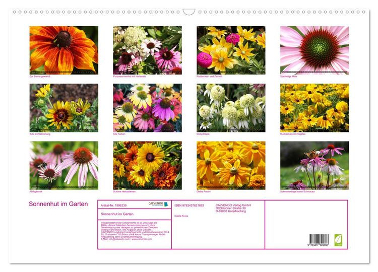 Produktbild: Sonnenhut im Garten (Wandkalender 2026 DIN A2 quer), CALVENDO Monatskalender