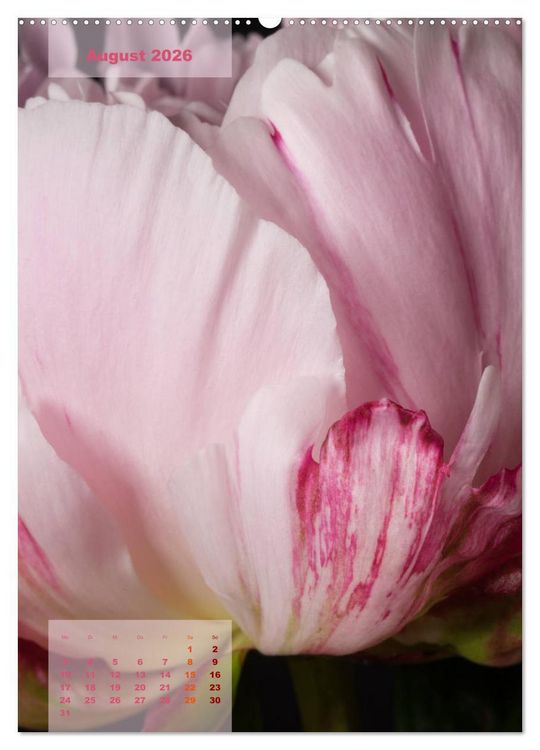 Produktbild: Die K&ouml;nigin der Rosen (Wandkalender 2026 DIN A2 hoch), CALVENDO Monatskalender
