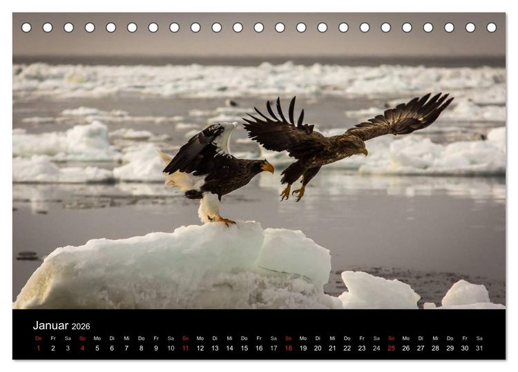 Produktbild: Seeadler - K&ouml;nige der L&uuml;fte (Tischkalender 2026 DIN A5 quer), CALVENDO Monatskalender