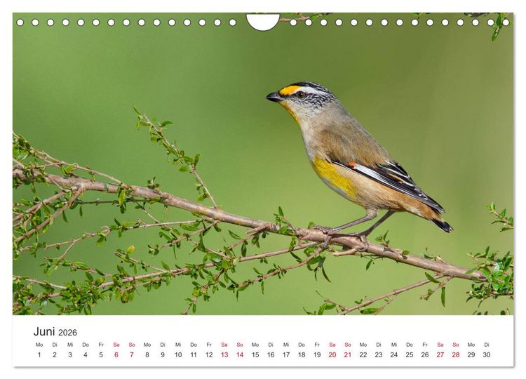 Produktbild: Singv&ouml;gel aus Australien (Wandkalender 2026 DIN A4 quer), CALVENDO Monatskalender