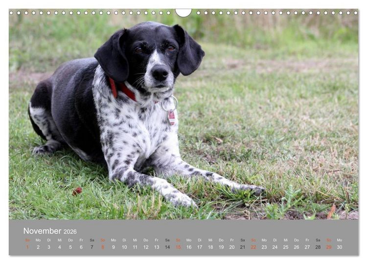 Produktbild: Graue Schnuten - Hunde in den besten Jahren (Wandkalender 2026 DIN A3 quer), CALVENDO Monatskalender