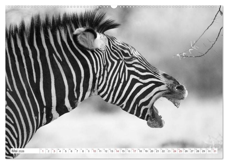 Produktbild: Emotionale Momente: Zebras - black & white. (Wandkalender 2026 DIN A2 quer), CALVENDO Monatskalender