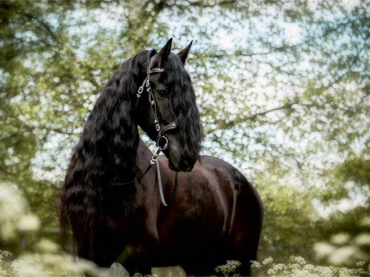 Produktbild: CALVENDO Puzzle Friese | 1000 Teile Lege-Gr&ouml;&szlig;e 64x48cm Foto-Puzzle f&uuml;r gl&uuml;ckliche Stunden