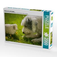 Produktbild: CALVENDO Puzzle Schau mir in die Augen... 2000 Teile Puzzle quer | 2000 Teile Lege-Gr&ouml;&szlig;e 90 &times; 67 cm Foto-Puzzle f&uuml;r gl&uuml;ckliche Stunden