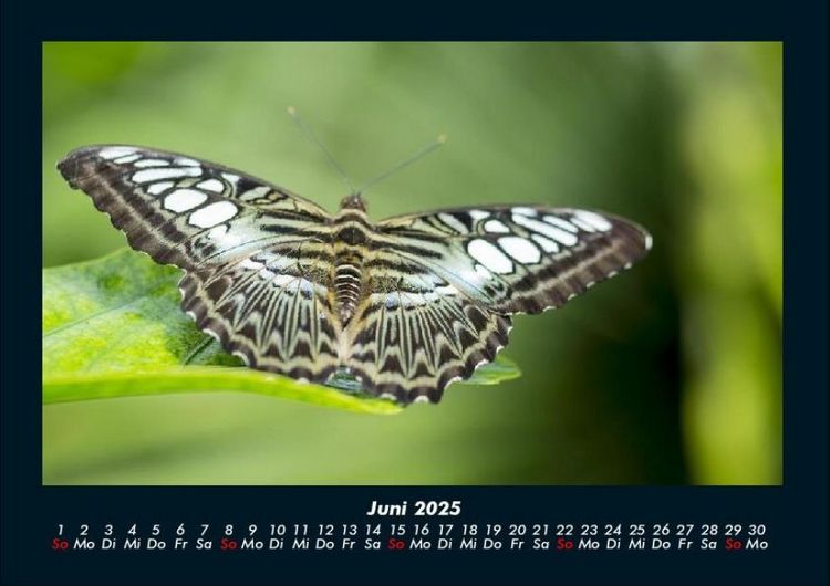 Produktbild: Welt der Tiere 2025 Fotokalender DIN A4