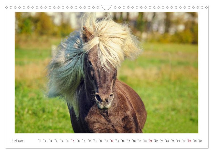 Produktbild: Der Pferdekalender (Wandkalender 2026 DIN A3 quer), CALVENDO Monatskalender