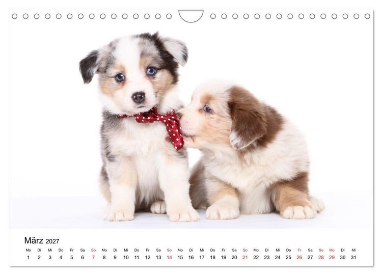 Produktbild: Funny Dogs (Wandkalender 2027 DIN A4 quer), CALVENDO Monatskalender