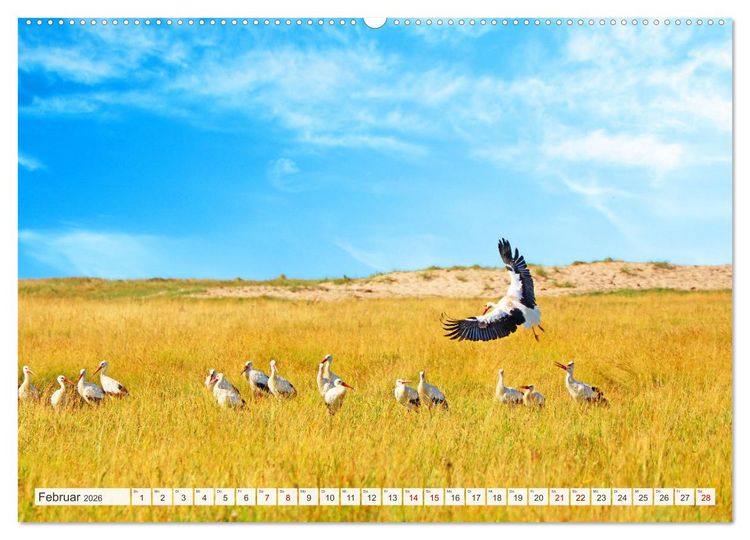 Produktbild: Urlaub in Nordfriesland (Wandkalender 2026 DIN A2 quer), CALVENDO Monatskalender