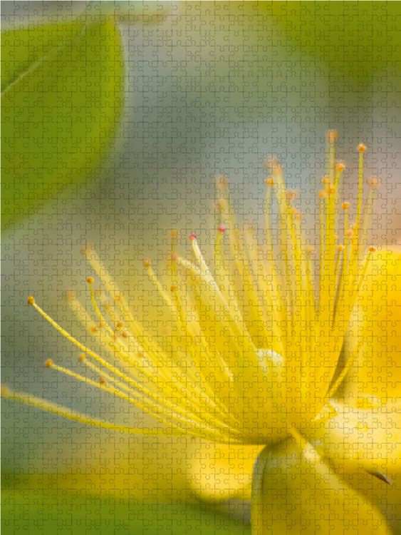 Produktbild: CALVENDO Puzzle Gelber Bl&uuml;tentraum, Lege-Gr&ouml;&szlig;e 48 x 64 cm Foto-Puzzle Bild von Ulrike Adam