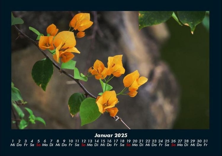 Produktbild: Pflanzen und Bl&uuml;ten 2025 Fotokalender DIN A4