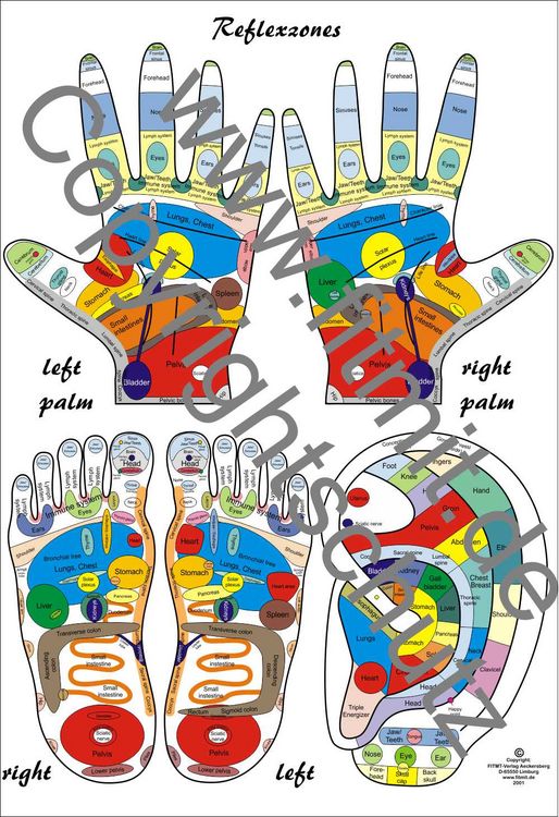 Produktbild: Reflexzones - Reflexology Education Chart