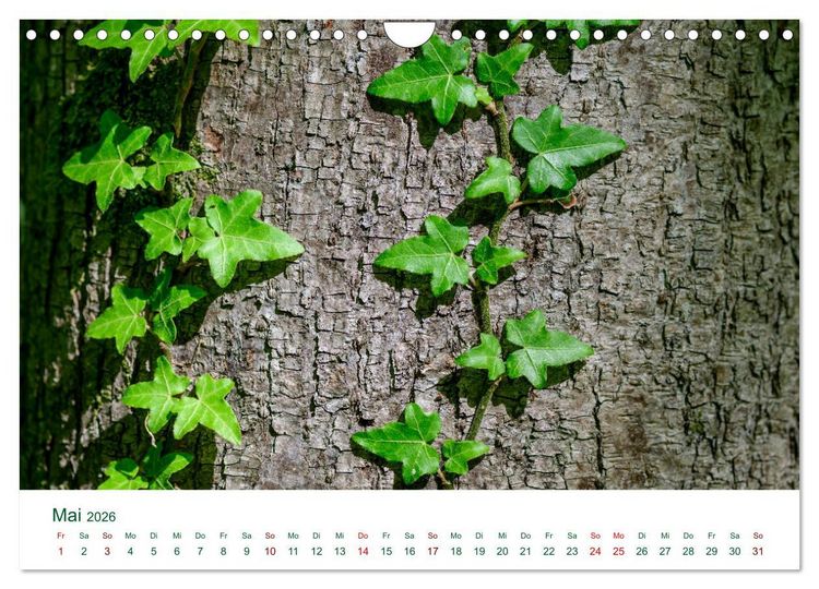 Produktbild: Auw&auml;lder bei Enns (Wandkalender 2026 DIN A4 quer), CALVENDO Monatskalender