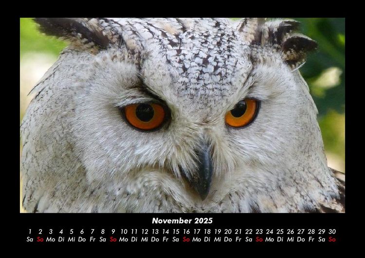 Produktbild: Vogelparadies 2025 Fotokalender DIN A3