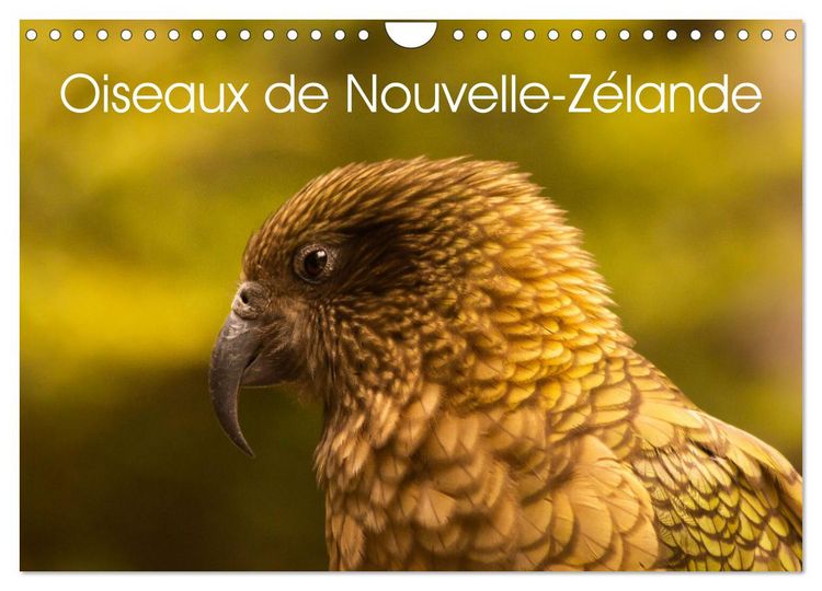Produktbild: Oiseaux de Nouvelle-Z&eacute;lande (Calendrier mural 2026 DIN A4 vertical), CALVENDO calendrier mensuel