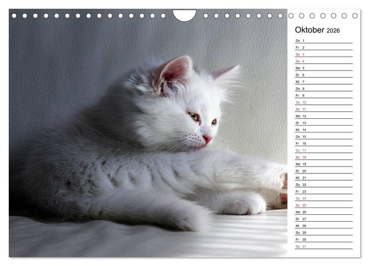 Produktbild: Aus der Kinderstube der Perserkatze (Wandkalender 2026 DIN A4 quer), CALVENDO Monatskalender