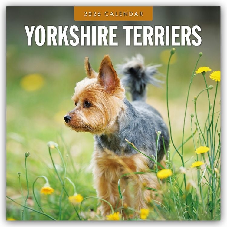 Produktbild: Yorkshire Terriers – Yorkshire Terrier 2026 – 16-Monatskalender