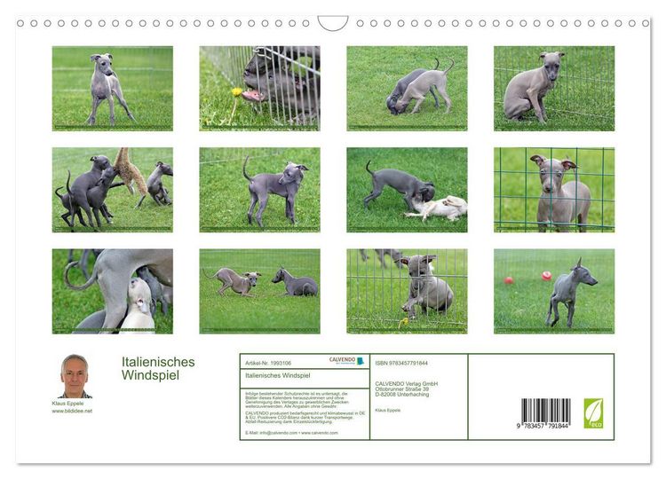 Produktbild: Italienisches Windspiel (Wandkalender 2026 DIN A3 quer), CALVENDO Monatskalender