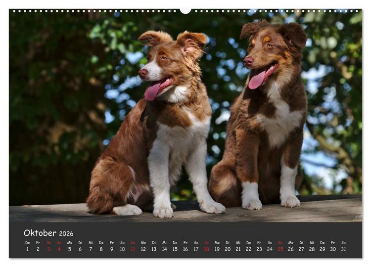 Produktbild: Australian Shepherd - Augenblicke (Wandkalender 2026 DIN A2 quer), CALVENDO Monatskalender