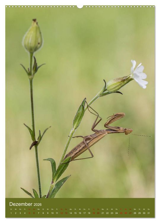 Produktbild: Die Gottesanbeterin. R&auml;uber der Insektenwelt. (hochwertiger Premium Wandkalender 2026 DIN A2 hoch), Kunstdruck in Hochglanz