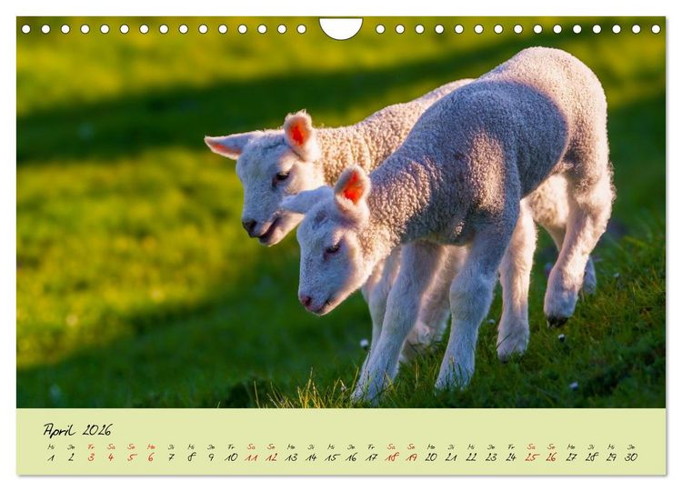 Produktbild: Brut- und Setzzeit. Neues Leben entsteht. (Wandkalender 2026 DIN A4 quer), CALVENDO Monatskalender