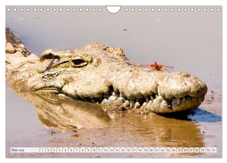 Produktbild: Sambia - ein gro&szlig;artiges Land (Wandkalender 2026 DIN A4 quer), CALVENDO Monatskalender