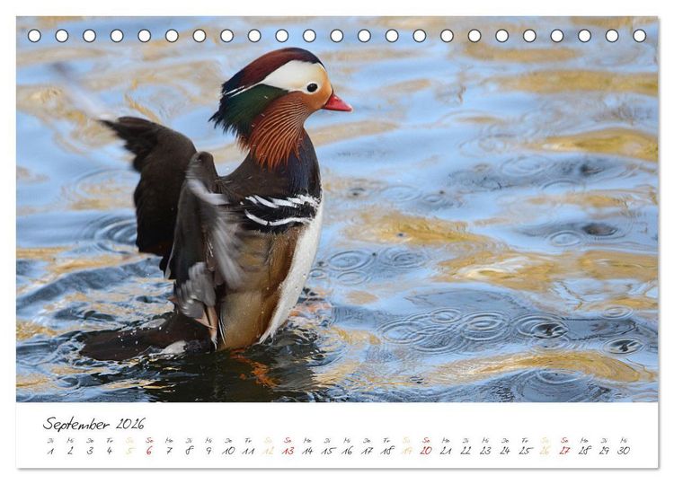 Produktbild: Mandarinenenten, die Liebe zur Natur (Tischkalender 2026 DIN A5 quer), CALVENDO Monatskalender