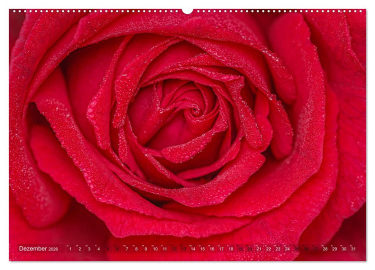 Produktbild: Rosen im Morgentau (Wandkalender 2026 DIN A2 quer), CALVENDO Monatskalender