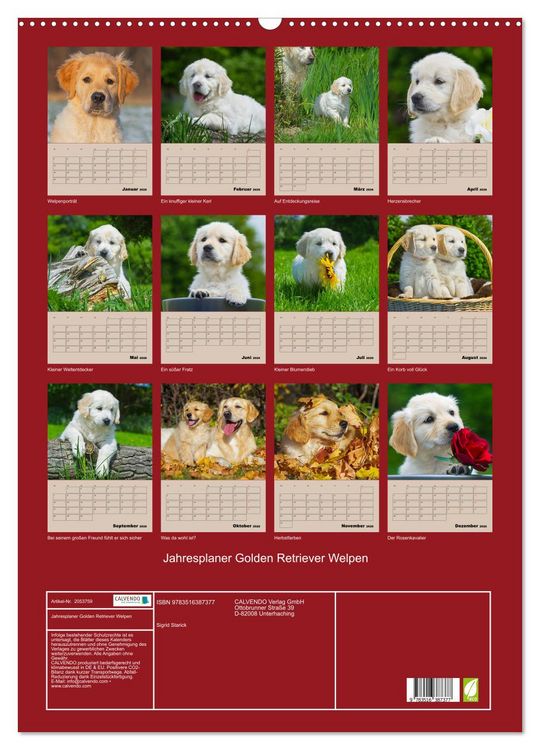 Produktbild: Jahresplaner Golden Retriever Welpen (Wandkalender 2026 DIN A2 hoch), CALVENDO Monatskalender