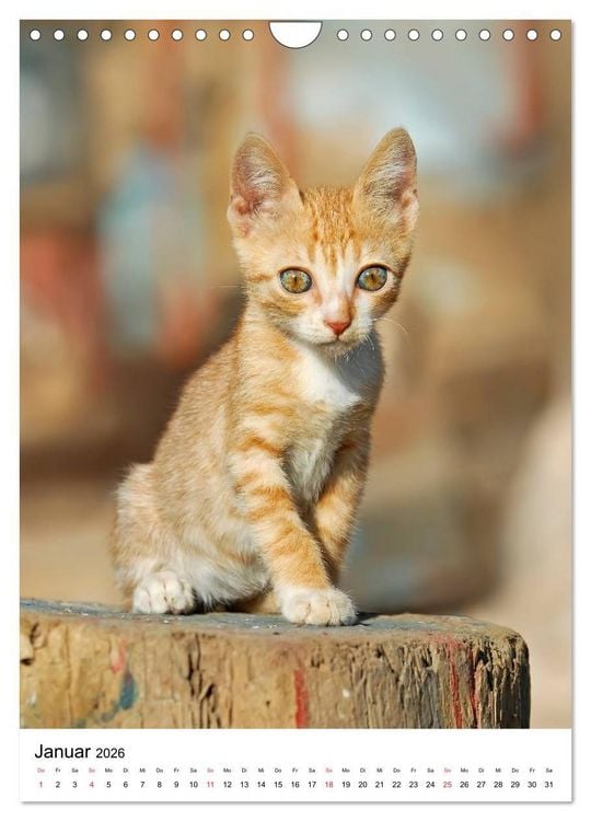 Produktbild: COUNTRY CATS (Wandkalender 2026 DIN A4 hoch), CALVENDO Monatskalender