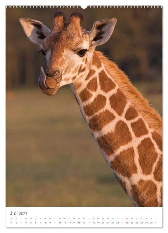 Produktbild: Magie des Augenblicks - Giraffen - Riesen der Savanne (Wandkalender 2027 DIN A2 hoch), CALVENDO Monatskalender