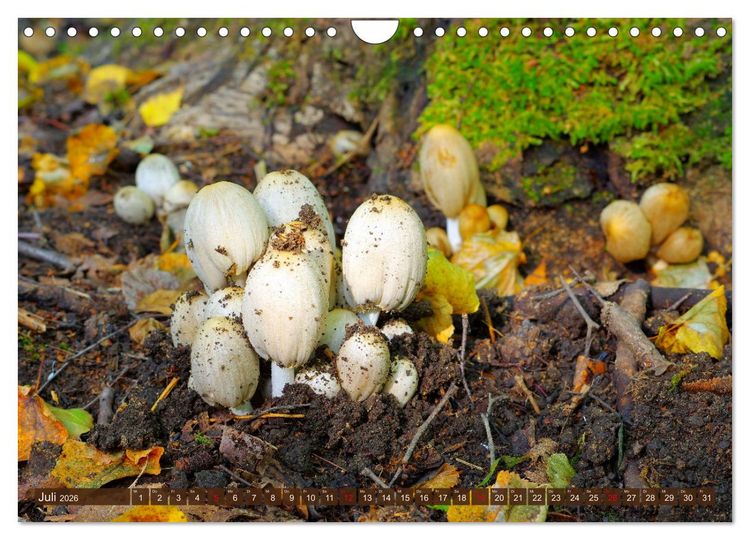 Produktbild: Herbstzeit ist Pilzezeit (Wandkalender 2026 DIN A4 quer), CALVENDO Monatskalender