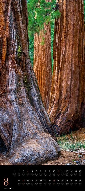 Produktbild: Trees 2024