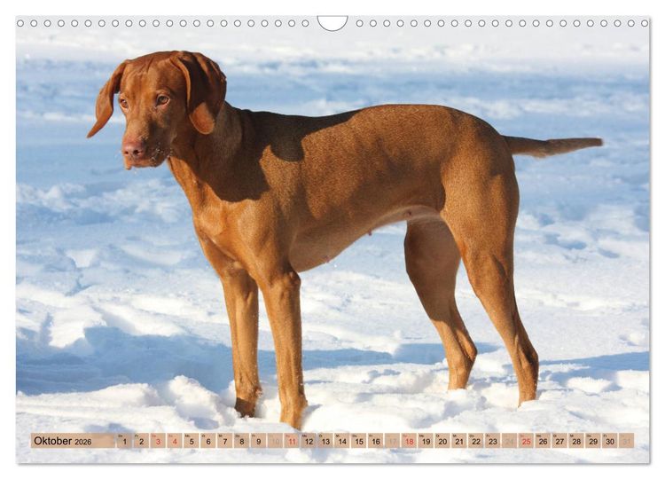 Produktbild: Magyar Vizsla - Vielseitiger Jagdhund mit Familienanschluss (Wandkalender 2026 DIN A3 quer), CALVENDO Monatskalender