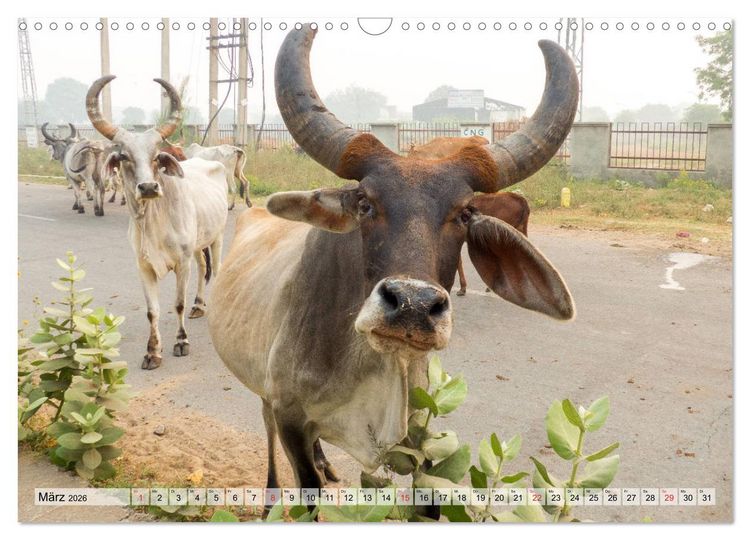 Produktbild: Indien - Imposant und Eindrucksvoll (Wandkalender 2026 DIN A3 quer), CALVENDO Monatskalender