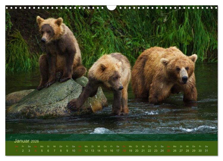 Produktbild: Der B&auml;renkalender 2026 (Wandkalender 2026 DIN A3 quer), CALVENDO Monatskalender