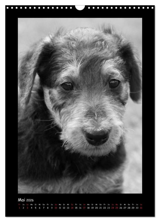 Produktbild: Der Airedale: Portraits eines "Dickkopfes" (Wandkalender 2026 DIN A3 hoch), CALVENDO Monatskalender