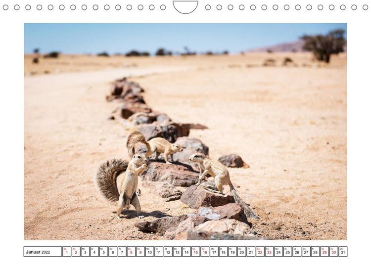 Produktbild: Wildlife - Tiere in Namibia (Wandkalender 2022 DIN A4 quer)