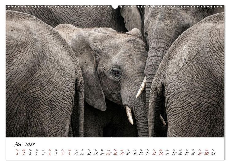 Produktbild: Better Together - Herdenmomente (Wandkalender 2027 DIN A2 quer), CALVENDO Monatskalender
