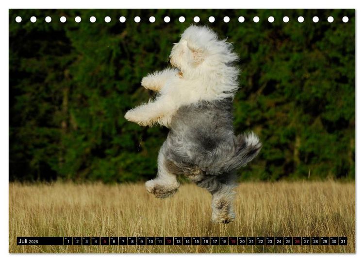 Produktbild: Traumhund Bobtail (Tischkalender 2026 DIN A5 quer), CALVENDO Monatskalender